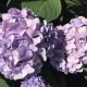 Macrophylla Lavender