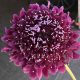 Dark Purple Focal Scoop