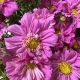 Double Click Rose Bon Bon